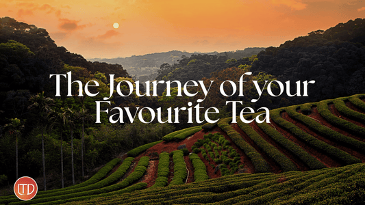 From Leaf to Cup The Journey of Your Favorite Tea