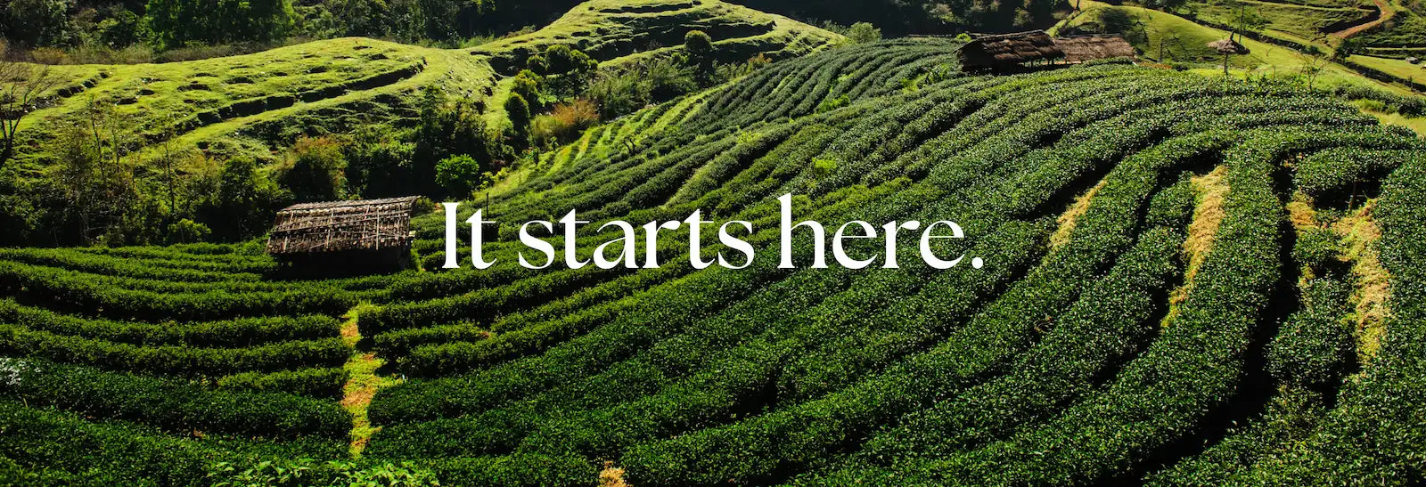 Lush green tea gardens in the hills — Lucky Tea Depot premium Indian tea since 1975